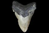 Fossil Megalodon Tooth - North Carolina #119428-1